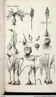 Picture 483 of 593 from Viridarium Reformatum, Seu Regnum Vegetabile, Das ist: Neu-eingerichtetes und Vollständiges Kräuter-Buch: Worinnen auff noch nicht geschehene Weise Derer Vegetabilien, als Kräutern, Sträuchen, Bäumen, Bluhmen und anderer Erd-Gewachsen Art, Krafft und Würckung dergestalt beschrieben werden, daß man dieses Werck statt einer Botanischen Bibliothec haben ... kan (1719), leaf 917