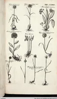 Picture 484 of 593 from Viridarium Reformatum, Seu Regnum Vegetabile, Das ist: Neu-eingerichtetes und Vollständiges Kräuter-Buch: Worinnen auff noch nicht geschehene Weise Derer Vegetabilien, als Kräutern, Sträuchen, Bäumen, Bluhmen und anderer Erd-Gewachsen Art, Krafft und Würckung dergestalt beschrieben werden, daß man dieses Werck statt einer Botanischen Bibliothec haben ... kan (1719), leaf 918