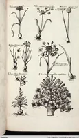 Picture 488 of 593 from Viridarium Reformatum, Seu Regnum Vegetabile, Das ist: Neu-eingerichtetes und Vollständiges Kräuter-Buch: Worinnen auff noch nicht geschehene Weise Derer Vegetabilien, als Kräutern, Sträuchen, Bäumen, Bluhmen und anderer Erd-Gewachsen Art, Krafft und Würckung dergestalt beschrieben werden, daß man dieses Werck statt einer Botanischen Bibliothec haben ... kan (1719), leaf 922