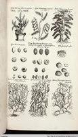 Picture 493 of 593 from Viridarium Reformatum, Seu Regnum Vegetabile, Das ist: Neu-eingerichtetes und Vollständiges Kräuter-Buch: Worinnen auff noch nicht geschehene Weise Derer Vegetabilien, als Kräutern, Sträuchen, Bäumen, Bluhmen und anderer Erd-Gewachsen Art, Krafft und Würckung dergestalt beschrieben werden, daß man dieses Werck statt einer Botanischen Bibliothec haben ... kan (1719), leaf 927