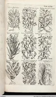 Picture 494 of 593 from Viridarium Reformatum, Seu Regnum Vegetabile, Das ist: Neu-eingerichtetes und Vollständiges Kräuter-Buch: Worinnen auff noch nicht geschehene Weise Derer Vegetabilien, als Kräutern, Sträuchen, Bäumen, Bluhmen und anderer Erd-Gewachsen Art, Krafft und Würckung dergestalt beschrieben werden, daß man dieses Werck statt einer Botanischen Bibliothec haben ... kan (1719), leaf 928