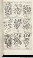 Picture 496 of 593 from Viridarium Reformatum, Seu Regnum Vegetabile, Das ist: Neu-eingerichtetes und Vollständiges Kräuter-Buch: Worinnen auff noch nicht geschehene Weise Derer Vegetabilien, als Kräutern, Sträuchen, Bäumen, Bluhmen und anderer Erd-Gewachsen Art, Krafft und Würckung dergestalt beschrieben werden, daß man dieses Werck statt einer Botanischen Bibliothec haben ... kan (1719), leaf 930