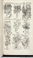 Picture 502 of 593 from Viridarium Reformatum, Seu Regnum Vegetabile, Das ist: Neu-eingerichtetes und Vollständiges Kräuter-Buch: Worinnen auff noch nicht geschehene Weise Derer Vegetabilien, als Kräutern, Sträuchen, Bäumen, Bluhmen und anderer Erd-Gewachsen Art, Krafft und Würckung dergestalt beschrieben werden, daß man dieses Werck statt einer Botanischen Bibliothec haben ... kan (1719), leaf 936