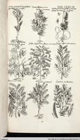 Picture 503 of 593 from Viridarium Reformatum, Seu Regnum Vegetabile, Das ist: Neu-eingerichtetes und Vollständiges Kräuter-Buch: Worinnen auff noch nicht geschehene Weise Derer Vegetabilien, als Kräutern, Sträuchen, Bäumen, Bluhmen und anderer Erd-Gewachsen Art, Krafft und Würckung dergestalt beschrieben werden, daß man dieses Werck statt einer Botanischen Bibliothec haben ... kan (1719), leaf 937