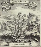 Picture 27 of 593 from Viridarium Reformatum, Seu Regnum Vegetabile, Das ist: Neu-eingerichtetes und Vollständiges Kräuter-Buch: Worinnen auff noch nicht geschehene Weise Derer Vegetabilien, als Kräutern, Sträuchen, Bäumen, Bluhmen und anderer Erd-Gewachsen Art, Krafft und Würckung dergestalt beschrieben werden, daß man dieses Werck statt einer Botanischen Bibliothec haben ... kan (1719), leaf 94