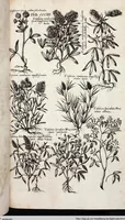 Picture 507 of 593 from Viridarium Reformatum, Seu Regnum Vegetabile, Das ist: Neu-eingerichtetes und Vollständiges Kräuter-Buch: Worinnen auff noch nicht geschehene Weise Derer Vegetabilien, als Kräutern, Sträuchen, Bäumen, Bluhmen und anderer Erd-Gewachsen Art, Krafft und Würckung dergestalt beschrieben werden, daß man dieses Werck statt einer Botanischen Bibliothec haben ... kan (1719), leaf 941