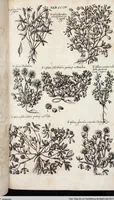 Picture 508 of 593 from Viridarium Reformatum, Seu Regnum Vegetabile, Das ist: Neu-eingerichtetes und Vollständiges Kräuter-Buch: Worinnen auff noch nicht geschehene Weise Derer Vegetabilien, als Kräutern, Sträuchen, Bäumen, Bluhmen und anderer Erd-Gewachsen Art, Krafft und Würckung dergestalt beschrieben werden, daß man dieses Werck statt einer Botanischen Bibliothec haben ... kan (1719), leaf 942