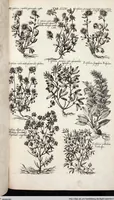 Picture 509 of 593 from Viridarium Reformatum, Seu Regnum Vegetabile, Das ist: Neu-eingerichtetes und Vollständiges Kräuter-Buch: Worinnen auff noch nicht geschehene Weise Derer Vegetabilien, als Kräutern, Sträuchen, Bäumen, Bluhmen und anderer Erd-Gewachsen Art, Krafft und Würckung dergestalt beschrieben werden, daß man dieses Werck statt einer Botanischen Bibliothec haben ... kan (1719), leaf 943