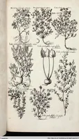 Picture 511 of 593 from Viridarium Reformatum, Seu Regnum Vegetabile, Das ist: Neu-eingerichtetes und Vollständiges Kräuter-Buch: Worinnen auff noch nicht geschehene Weise Derer Vegetabilien, als Kräutern, Sträuchen, Bäumen, Bluhmen und anderer Erd-Gewachsen Art, Krafft und Würckung dergestalt beschrieben werden, daß man dieses Werck statt einer Botanischen Bibliothec haben ... kan (1719), leaf 945