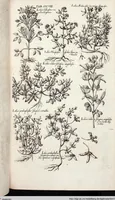 Picture 512 of 593 from Viridarium Reformatum, Seu Regnum Vegetabile, Das ist: Neu-eingerichtetes und Vollständiges Kräuter-Buch: Worinnen auff noch nicht geschehene Weise Derer Vegetabilien, als Kräutern, Sträuchen, Bäumen, Bluhmen und anderer Erd-Gewachsen Art, Krafft und Würckung dergestalt beschrieben werden, daß man dieses Werck statt einer Botanischen Bibliothec haben ... kan (1719), leaf 946