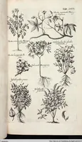 Picture 514 of 593 from Viridarium Reformatum, Seu Regnum Vegetabile, Das ist: Neu-eingerichtetes und Vollständiges Kräuter-Buch: Worinnen auff noch nicht geschehene Weise Derer Vegetabilien, als Kräutern, Sträuchen, Bäumen, Bluhmen und anderer Erd-Gewachsen Art, Krafft und Würckung dergestalt beschrieben werden, daß man dieses Werck statt einer Botanischen Bibliothec haben ... kan (1719), leaf 948