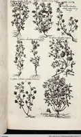Picture 515 of 593 from Viridarium Reformatum, Seu Regnum Vegetabile, Das ist: Neu-eingerichtetes und Vollständiges Kräuter-Buch: Worinnen auff noch nicht geschehene Weise Derer Vegetabilien, als Kräutern, Sträuchen, Bäumen, Bluhmen und anderer Erd-Gewachsen Art, Krafft und Würckung dergestalt beschrieben werden, daß man dieses Werck statt einer Botanischen Bibliothec haben ... kan (1719), leaf 949