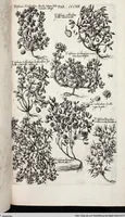 Picture 516 of 593 from Viridarium Reformatum, Seu Regnum Vegetabile, Das ist: Neu-eingerichtetes und Vollständiges Kräuter-Buch: Worinnen auff noch nicht geschehene Weise Derer Vegetabilien, als Kräutern, Sträuchen, Bäumen, Bluhmen und anderer Erd-Gewachsen Art, Krafft und Würckung dergestalt beschrieben werden, daß man dieses Werck statt einer Botanischen Bibliothec haben ... kan (1719), leaf 950