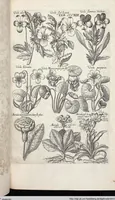 Picture 517 of 593 from Viridarium Reformatum, Seu Regnum Vegetabile, Das ist: Neu-eingerichtetes und Vollständiges Kräuter-Buch: Worinnen auff noch nicht geschehene Weise Derer Vegetabilien, als Kräutern, Sträuchen, Bäumen, Bluhmen und anderer Erd-Gewachsen Art, Krafft und Würckung dergestalt beschrieben werden, daß man dieses Werck statt einer Botanischen Bibliothec haben ... kan (1719), leaf 951