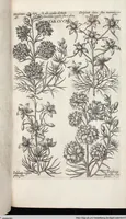 Picture 518 of 593 from Viridarium Reformatum, Seu Regnum Vegetabile, Das ist: Neu-eingerichtetes und Vollständiges Kräuter-Buch: Worinnen auff noch nicht geschehene Weise Derer Vegetabilien, als Kräutern, Sträuchen, Bäumen, Bluhmen und anderer Erd-Gewachsen Art, Krafft und Würckung dergestalt beschrieben werden, daß man dieses Werck statt einer Botanischen Bibliothec haben ... kan (1719), leaf 952