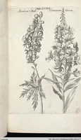 Picture 520 of 593 from Viridarium Reformatum, Seu Regnum Vegetabile, Das ist: Neu-eingerichtetes und Vollständiges Kräuter-Buch: Worinnen auff noch nicht geschehene Weise Derer Vegetabilien, als Kräutern, Sträuchen, Bäumen, Bluhmen und anderer Erd-Gewachsen Art, Krafft und Würckung dergestalt beschrieben werden, daß man dieses Werck statt einer Botanischen Bibliothec haben ... kan (1719), leaf 954