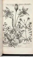 Picture 521 of 593 from Viridarium Reformatum, Seu Regnum Vegetabile, Das ist: Neu-eingerichtetes und Vollständiges Kräuter-Buch: Worinnen auff noch nicht geschehene Weise Derer Vegetabilien, als Kräutern, Sträuchen, Bäumen, Bluhmen und anderer Erd-Gewachsen Art, Krafft und Würckung dergestalt beschrieben werden, daß man dieses Werck statt einer Botanischen Bibliothec haben ... kan (1719), leaf 955