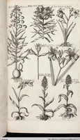 Picture 522 of 593 from Viridarium Reformatum, Seu Regnum Vegetabile, Das ist: Neu-eingerichtetes und Vollständiges Kräuter-Buch: Worinnen auff noch nicht geschehene Weise Derer Vegetabilien, als Kräutern, Sträuchen, Bäumen, Bluhmen und anderer Erd-Gewachsen Art, Krafft und Würckung dergestalt beschrieben werden, daß man dieses Werck statt einer Botanischen Bibliothec haben ... kan (1719), leaf 956