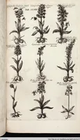 Picture 523 of 593 from Viridarium Reformatum, Seu Regnum Vegetabile, Das ist: Neu-eingerichtetes und Vollständiges Kräuter-Buch: Worinnen auff noch nicht geschehene Weise Derer Vegetabilien, als Kräutern, Sträuchen, Bäumen, Bluhmen und anderer Erd-Gewachsen Art, Krafft und Würckung dergestalt beschrieben werden, daß man dieses Werck statt einer Botanischen Bibliothec haben ... kan (1719), leaf 957