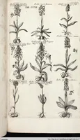 Picture 524 of 593 from Viridarium Reformatum, Seu Regnum Vegetabile, Das ist: Neu-eingerichtetes und Vollständiges Kräuter-Buch: Worinnen auff noch nicht geschehene Weise Derer Vegetabilien, als Kräutern, Sträuchen, Bäumen, Bluhmen und anderer Erd-Gewachsen Art, Krafft und Würckung dergestalt beschrieben werden, daß man dieses Werck statt einer Botanischen Bibliothec haben ... kan (1719), leaf 958