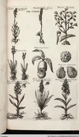 Picture 527 of 593 from Viridarium Reformatum, Seu Regnum Vegetabile, Das ist: Neu-eingerichtetes und Vollständiges Kräuter-Buch: Worinnen auff noch nicht geschehene Weise Derer Vegetabilien, als Kräutern, Sträuchen, Bäumen, Bluhmen und anderer Erd-Gewachsen Art, Krafft und Würckung dergestalt beschrieben werden, daß man dieses Werck statt einer Botanischen Bibliothec haben ... kan (1719), leaf 961
