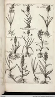 Picture 528 of 593 from Viridarium Reformatum, Seu Regnum Vegetabile, Das ist: Neu-eingerichtetes und Vollständiges Kräuter-Buch: Worinnen auff noch nicht geschehene Weise Derer Vegetabilien, als Kräutern, Sträuchen, Bäumen, Bluhmen und anderer Erd-Gewachsen Art, Krafft und Würckung dergestalt beschrieben werden, daß man dieses Werck statt einer Botanischen Bibliothec haben ... kan (1719), leaf 962