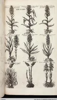 Picture 529 of 593 from Viridarium Reformatum, Seu Regnum Vegetabile, Das ist: Neu-eingerichtetes und Vollständiges Kräuter-Buch: Worinnen auff noch nicht geschehene Weise Derer Vegetabilien, als Kräutern, Sträuchen, Bäumen, Bluhmen und anderer Erd-Gewachsen Art, Krafft und Würckung dergestalt beschrieben werden, daß man dieses Werck statt einer Botanischen Bibliothec haben ... kan (1719), leaf 963