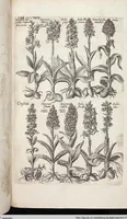 Picture 530 of 593 from Viridarium Reformatum, Seu Regnum Vegetabile, Das ist: Neu-eingerichtetes und Vollständiges Kräuter-Buch: Worinnen auff noch nicht geschehene Weise Derer Vegetabilien, als Kräutern, Sträuchen, Bäumen, Bluhmen und anderer Erd-Gewachsen Art, Krafft und Würckung dergestalt beschrieben werden, daß man dieses Werck statt einer Botanischen Bibliothec haben ... kan (1719), leaf 964