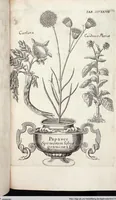 Picture 531 of 593 from Viridarium Reformatum, Seu Regnum Vegetabile, Das ist: Neu-eingerichtetes und Vollständiges Kräuter-Buch: Worinnen auff noch nicht geschehene Weise Derer Vegetabilien, als Kräutern, Sträuchen, Bäumen, Bluhmen und anderer Erd-Gewachsen Art, Krafft und Würckung dergestalt beschrieben werden, daß man dieses Werck statt einer Botanischen Bibliothec haben ... kan (1719), leaf 965