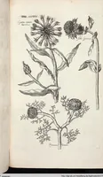 Picture 533 of 593 from Viridarium Reformatum, Seu Regnum Vegetabile, Das ist: Neu-eingerichtetes und Vollständiges Kräuter-Buch: Worinnen auff noch nicht geschehene Weise Derer Vegetabilien, als Kräutern, Sträuchen, Bäumen, Bluhmen und anderer Erd-Gewachsen Art, Krafft und Würckung dergestalt beschrieben werden, daß man dieses Werck statt einer Botanischen Bibliothec haben ... kan (1719), leaf 968