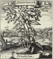 Picture 28 of 593 from Viridarium Reformatum, Seu Regnum Vegetabile, Das ist: Neu-eingerichtetes und Vollständiges Kräuter-Buch: Worinnen auff noch nicht geschehene Weise Derer Vegetabilien, als Kräutern, Sträuchen, Bäumen, Bluhmen und anderer Erd-Gewachsen Art, Krafft und Würckung dergestalt beschrieben werden, daß man dieses Werck statt einer Botanischen Bibliothec haben ... kan (1719), leaf 97