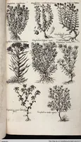 Picture 538 of 593 from Viridarium Reformatum, Seu Regnum Vegetabile, Das ist: Neu-eingerichtetes und Vollständiges Kräuter-Buch: Worinnen auff noch nicht geschehene Weise Derer Vegetabilien, als Kräutern, Sträuchen, Bäumen, Bluhmen und anderer Erd-Gewachsen Art, Krafft und Würckung dergestalt beschrieben werden, daß man dieses Werck statt einer Botanischen Bibliothec haben ... kan (1719), leaf 973