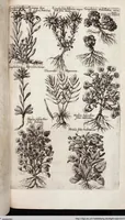 Picture 539 of 593 from Viridarium Reformatum, Seu Regnum Vegetabile, Das ist: Neu-eingerichtetes und Vollständiges Kräuter-Buch: Worinnen auff noch nicht geschehene Weise Derer Vegetabilien, als Kräutern, Sträuchen, Bäumen, Bluhmen und anderer Erd-Gewachsen Art, Krafft und Würckung dergestalt beschrieben werden, daß man dieses Werck statt einer Botanischen Bibliothec haben ... kan (1719), leaf 974