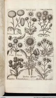 Picture 540 of 593 from Viridarium Reformatum, Seu Regnum Vegetabile, Das ist: Neu-eingerichtetes und Vollständiges Kräuter-Buch: Worinnen auff noch nicht geschehene Weise Derer Vegetabilien, als Kräutern, Sträuchen, Bäumen, Bluhmen und anderer Erd-Gewachsen Art, Krafft und Würckung dergestalt beschrieben werden, daß man dieses Werck statt einer Botanischen Bibliothec haben ... kan (1719), leaf 975