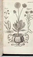 Picture 541 of 593 from Viridarium Reformatum, Seu Regnum Vegetabile, Das ist: Neu-eingerichtetes und Vollständiges Kräuter-Buch: Worinnen auff noch nicht geschehene Weise Derer Vegetabilien, als Kräutern, Sträuchen, Bäumen, Bluhmen und anderer Erd-Gewachsen Art, Krafft und Würckung dergestalt beschrieben werden, daß man dieses Werck statt einer Botanischen Bibliothec haben ... kan (1719), leaf 976