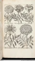 Picture 542 of 593 from Viridarium Reformatum, Seu Regnum Vegetabile, Das ist: Neu-eingerichtetes und Vollständiges Kräuter-Buch: Worinnen auff noch nicht geschehene Weise Derer Vegetabilien, als Kräutern, Sträuchen, Bäumen, Bluhmen und anderer Erd-Gewachsen Art, Krafft und Würckung dergestalt beschrieben werden, daß man dieses Werck statt einer Botanischen Bibliothec haben ... kan (1719), leaf 978