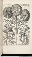 Picture 543 of 593 from Viridarium Reformatum, Seu Regnum Vegetabile, Das ist: Neu-eingerichtetes und Vollständiges Kräuter-Buch: Worinnen auff noch nicht geschehene Weise Derer Vegetabilien, als Kräutern, Sträuchen, Bäumen, Bluhmen und anderer Erd-Gewachsen Art, Krafft und Würckung dergestalt beschrieben werden, daß man dieses Werck statt einer Botanischen Bibliothec haben ... kan (1719), leaf 979