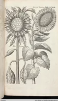 Picture 544 of 593 from Viridarium Reformatum, Seu Regnum Vegetabile, Das ist: Neu-eingerichtetes und Vollständiges Kräuter-Buch: Worinnen auff noch nicht geschehene Weise Derer Vegetabilien, als Kräutern, Sträuchen, Bäumen, Bluhmen und anderer Erd-Gewachsen Art, Krafft und Würckung dergestalt beschrieben werden, daß man dieses Werck statt einer Botanischen Bibliothec haben ... kan (1719), leaf 980