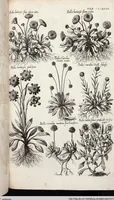 Picture 546 of 593 from Viridarium Reformatum, Seu Regnum Vegetabile, Das ist: Neu-eingerichtetes und Vollständiges Kräuter-Buch: Worinnen auff noch nicht geschehene Weise Derer Vegetabilien, als Kräutern, Sträuchen, Bäumen, Bluhmen und anderer Erd-Gewachsen Art, Krafft und Würckung dergestalt beschrieben werden, daß man dieses Werck statt einer Botanischen Bibliothec haben ... kan (1719), leaf 982