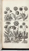 Picture 547 of 593 from Viridarium Reformatum, Seu Regnum Vegetabile, Das ist: Neu-eingerichtetes und Vollständiges Kräuter-Buch: Worinnen auff noch nicht geschehene Weise Derer Vegetabilien, als Kräutern, Sträuchen, Bäumen, Bluhmen und anderer Erd-Gewachsen Art, Krafft und Würckung dergestalt beschrieben werden, daß man dieses Werck statt einer Botanischen Bibliothec haben ... kan (1719), leaf 983