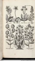 Picture 548 of 593 from Viridarium Reformatum, Seu Regnum Vegetabile, Das ist: Neu-eingerichtetes und Vollständiges Kräuter-Buch: Worinnen auff noch nicht geschehene Weise Derer Vegetabilien, als Kräutern, Sträuchen, Bäumen, Bluhmen und anderer Erd-Gewachsen Art, Krafft und Würckung dergestalt beschrieben werden, daß man dieses Werck statt einer Botanischen Bibliothec haben ... kan (1719), leaf 984