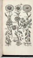 Picture 549 of 593 from Viridarium Reformatum, Seu Regnum Vegetabile, Das ist: Neu-eingerichtetes und Vollständiges Kräuter-Buch: Worinnen auff noch nicht geschehene Weise Derer Vegetabilien, als Kräutern, Sträuchen, Bäumen, Bluhmen und anderer Erd-Gewachsen Art, Krafft und Würckung dergestalt beschrieben werden, daß man dieses Werck statt einer Botanischen Bibliothec haben ... kan (1719), leaf 985