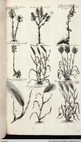 Picture 550 of 593 from Viridarium Reformatum, Seu Regnum Vegetabile, Das ist: Neu-eingerichtetes und Vollständiges Kräuter-Buch: Worinnen auff noch nicht geschehene Weise Derer Vegetabilien, als Kräutern, Sträuchen, Bäumen, Bluhmen und anderer Erd-Gewachsen Art, Krafft und Würckung dergestalt beschrieben werden, daß man dieses Werck statt einer Botanischen Bibliothec haben ... kan (1719), leaf 986