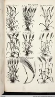 Picture 551 of 593 from Viridarium Reformatum, Seu Regnum Vegetabile, Das ist: Neu-eingerichtetes und Vollständiges Kräuter-Buch: Worinnen auff noch nicht geschehene Weise Derer Vegetabilien, als Kräutern, Sträuchen, Bäumen, Bluhmen und anderer Erd-Gewachsen Art, Krafft und Würckung dergestalt beschrieben werden, daß man dieses Werck statt einer Botanischen Bibliothec haben ... kan (1719), leaf 987