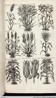 Picture 552 of 593 from Viridarium Reformatum, Seu Regnum Vegetabile, Das ist: Neu-eingerichtetes und Vollständiges Kräuter-Buch: Worinnen auff noch nicht geschehene Weise Derer Vegetabilien, als Kräutern, Sträuchen, Bäumen, Bluhmen und anderer Erd-Gewachsen Art, Krafft und Würckung dergestalt beschrieben werden, daß man dieses Werck statt einer Botanischen Bibliothec haben ... kan (1719), leaf 988