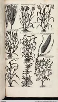 An illustration from Viridarium Reformatum, Seu Regnum Vegetabile, Das ist: Neu-eingerichtetes und Vollständiges Kräuter-Buch: Worinnen auff noch nicht geschehene Weise Derer Vegetabilien, als Kräutern, Sträuchen, Bäumen, Bluhmen und anderer Erd-Gewachsen Art, Krafft und Würckung dergestalt beschrieben werden, daß man dieses Werck statt einer Botanischen Bibliothec haben ... kan (1719)