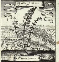 Picture 29 of 593 from Viridarium Reformatum, Seu Regnum Vegetabile, Das ist: Neu-eingerichtetes und Vollständiges Kräuter-Buch: Worinnen auff noch nicht geschehene Weise Derer Vegetabilien, als Kräutern, Sträuchen, Bäumen, Bluhmen und anderer Erd-Gewachsen Art, Krafft und Würckung dergestalt beschrieben werden, daß man dieses Werck statt einer Botanischen Bibliothec haben ... kan (1719), leaf 99