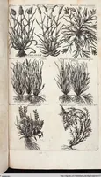 Picture 554 of 593 from Viridarium Reformatum, Seu Regnum Vegetabile, Das ist: Neu-eingerichtetes und Vollständiges Kräuter-Buch: Worinnen auff noch nicht geschehene Weise Derer Vegetabilien, als Kräutern, Sträuchen, Bäumen, Bluhmen und anderer Erd-Gewachsen Art, Krafft und Würckung dergestalt beschrieben werden, daß man dieses Werck statt einer Botanischen Bibliothec haben ... kan (1719), leaf 990