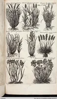 An illustration from Viridarium Reformatum, Seu Regnum Vegetabile, Das ist: Neu-eingerichtetes und Vollständiges Kräuter-Buch: Worinnen auff noch nicht geschehene Weise Derer Vegetabilien, als Kräutern, Sträuchen, Bäumen, Bluhmen und anderer Erd-Gewachsen Art, Krafft und Würckung dergestalt beschrieben werden, daß man dieses Werck statt einer Botanischen Bibliothec haben ... kan (1719)