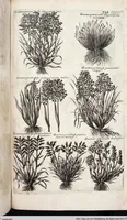 Picture 557 of 593 from Viridarium Reformatum, Seu Regnum Vegetabile, Das ist: Neu-eingerichtetes und Vollständiges Kräuter-Buch: Worinnen auff noch nicht geschehene Weise Derer Vegetabilien, als Kräutern, Sträuchen, Bäumen, Bluhmen und anderer Erd-Gewachsen Art, Krafft und Würckung dergestalt beschrieben werden, daß man dieses Werck statt einer Botanischen Bibliothec haben ... kan (1719), leaf 993